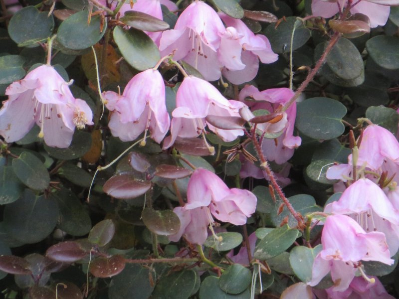 Rhododendron willemsianum